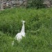 mini-IMG_1208